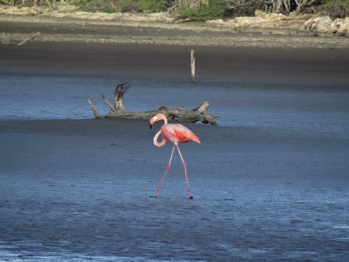 Pink Flamingos of Bonaire